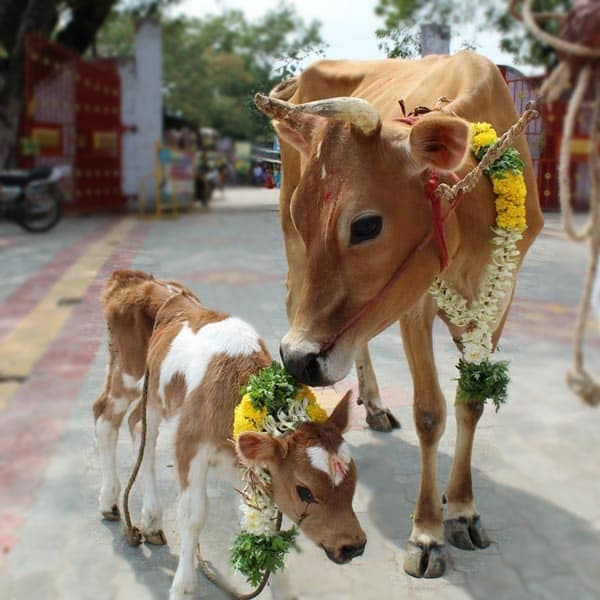 Rescued cow resting peacefully in the gaushala