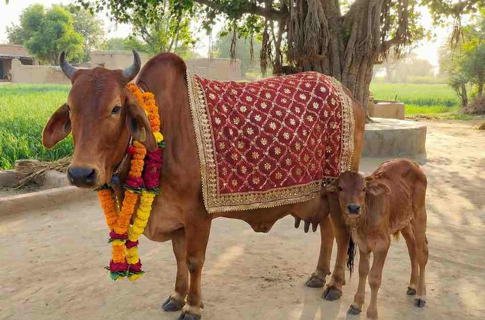 Cow being fed at the shelter
