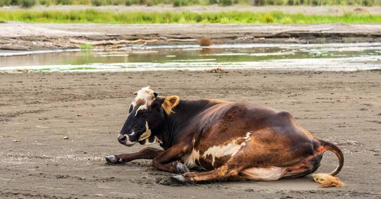 Gau seva moment