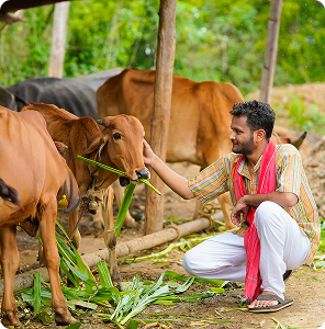 Rescued cow eating chara